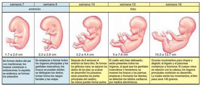 Desde la semana 7 a la 16