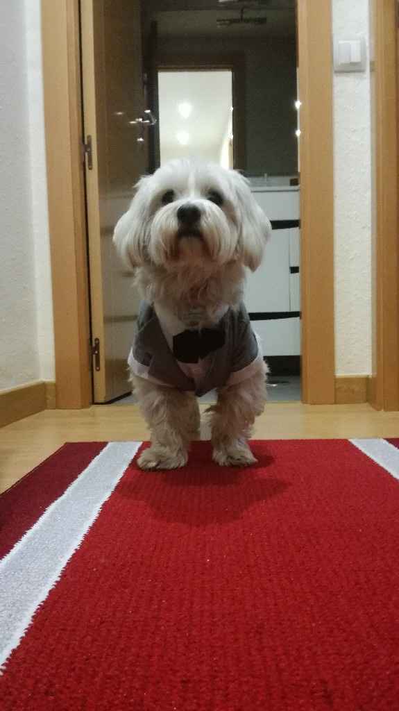  Traje para el Gordo 🐶 - 1