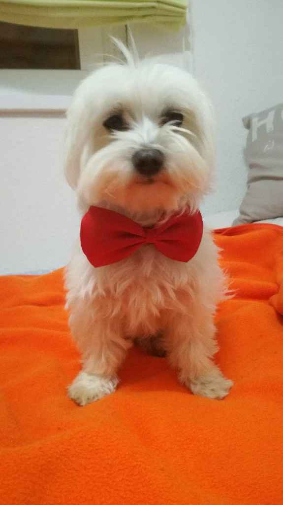 Look perruno !!! - 1