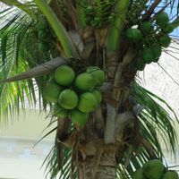 COCOS