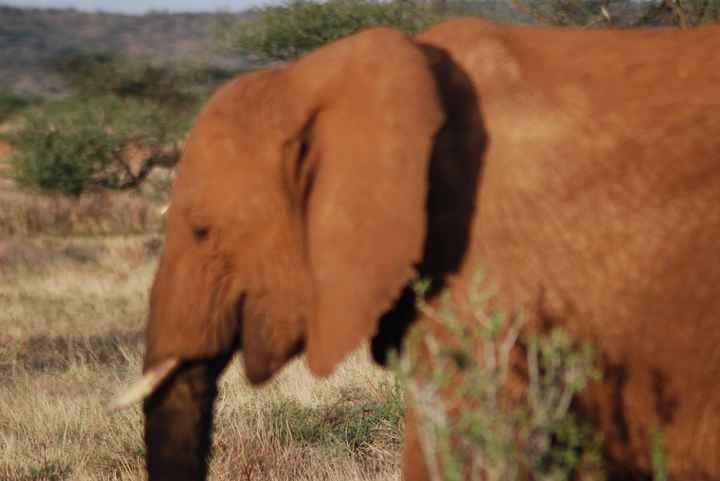 Elefante al atardecer