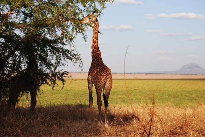 Jirafa comiendo
