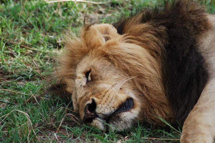 León descansando