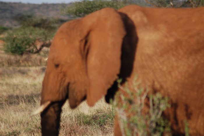 Elefante al atardecer