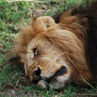 León descansando