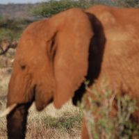 Elefante al atardecer