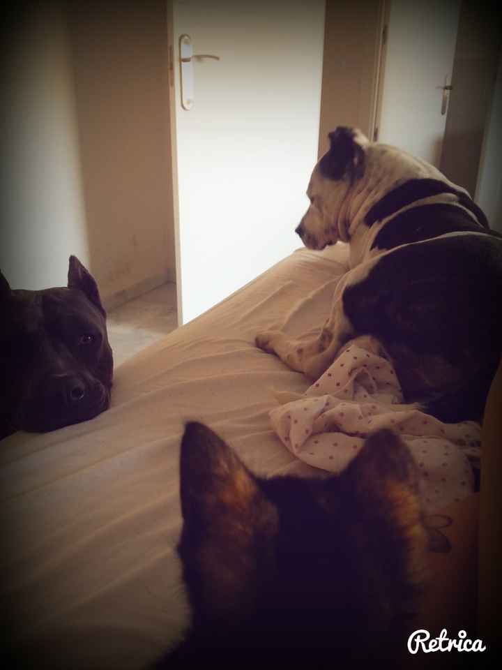 Nuestras mascotas!! - 1