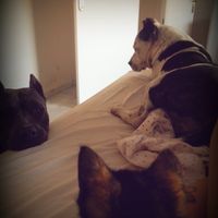 Nuestras mascotas!! - 1