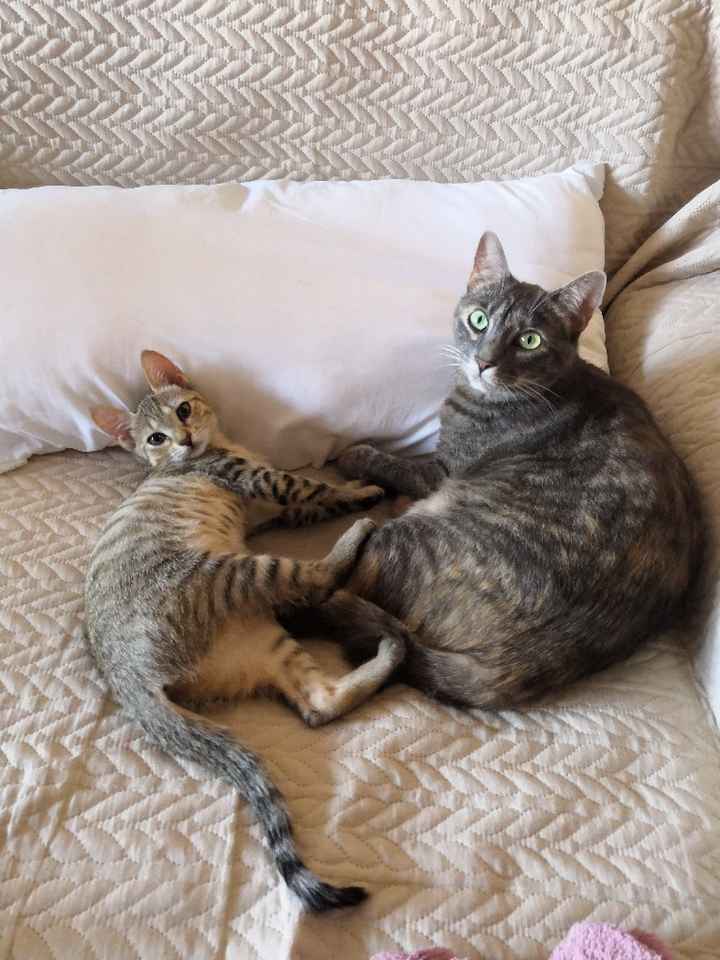 ¿Perro o gato? - 1