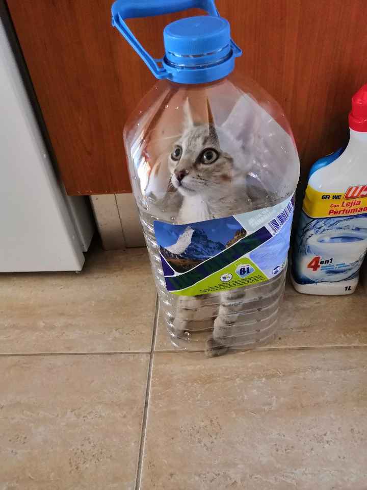¿Perro o gato? - 2