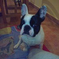 Nuestras mascotas!! - 2