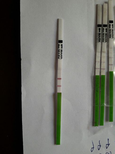 Buscadoras agosto 2017 - 1