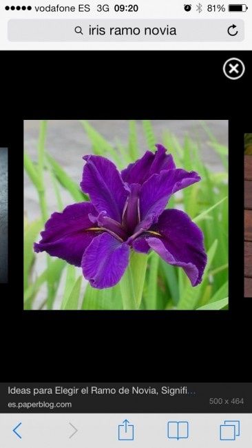 Iris... Q os parece para mi ramo??
