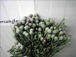 brunia plateada