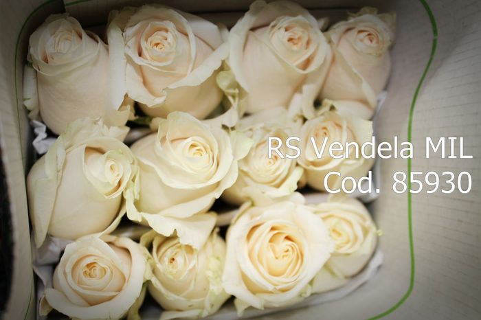 rosas crema