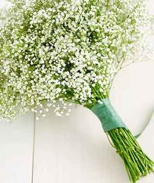paniculata