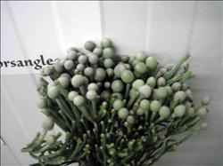 brunia plateada