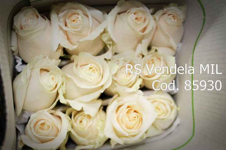 rosas vendela