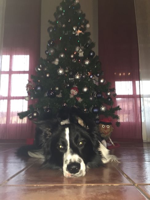 Buscadoras diciembre - 1