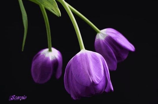 Tulipán violeta