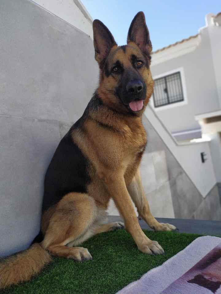 Mascotas en la boda? - 1