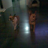 boda de perritos