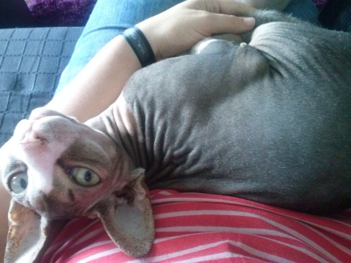 ¿va a participar vuestra/as mascota/as? - 1