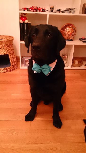 Mascotas en nuestro gran dia - 1