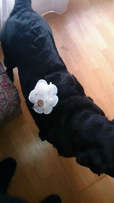 Mi perro lleva las alianzas - 3