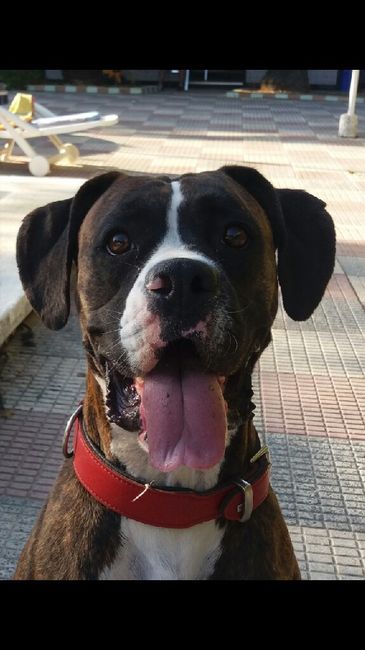  Cuantas quereis que os acompañe vuestro perrihij@!!! - 1