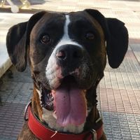  Cuantas quereis que os acompañe vuestro perrihij@!!! - 1
