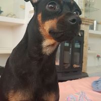 ¿Cómo se llama vuestra mascota? - 1