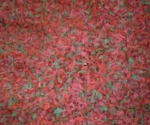 Mi arroz teñido - 1