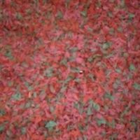 Mi arroz teñido - 1