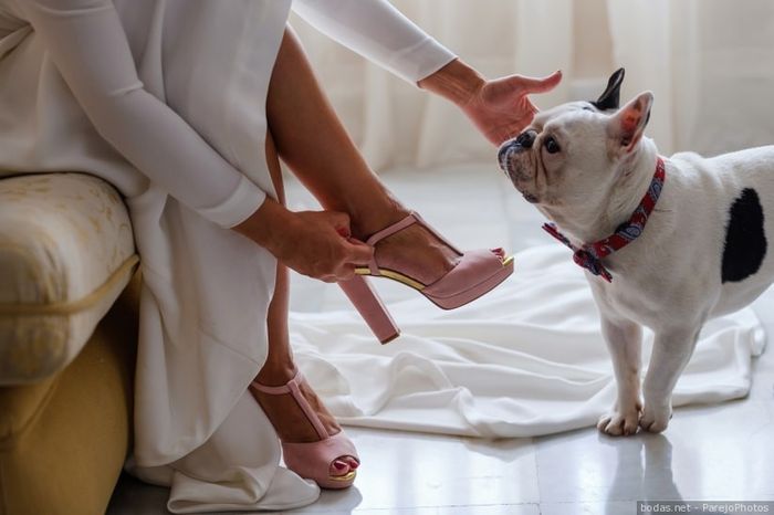 ¡6 consejos para incluir tu mascota en la boda! 2