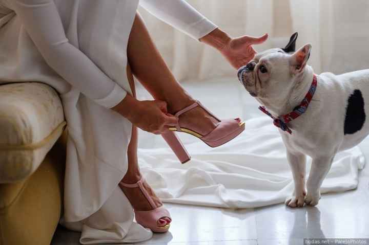 Animales