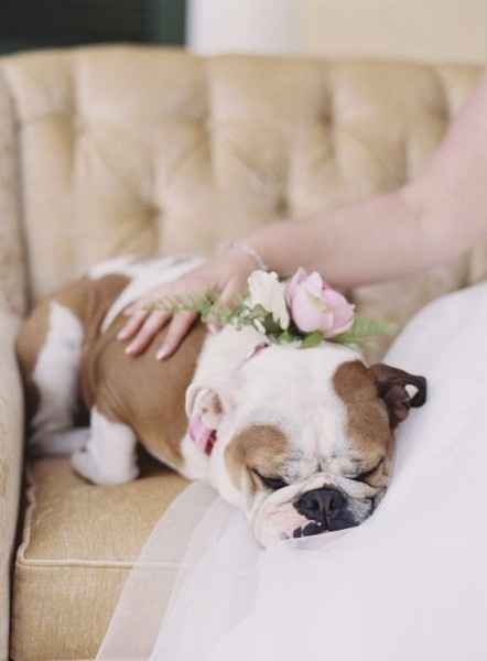 Boda con animales