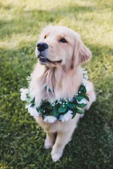 Boda con animales