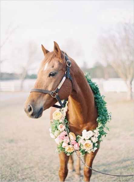 Boda con animales