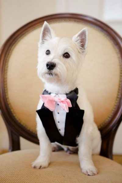 Boda con animales