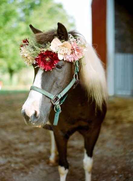 Boda con animales