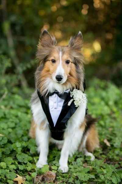 Boda con animales