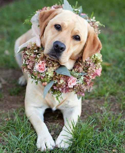 Boda con animales