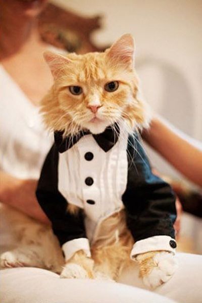 Bodas y gatos