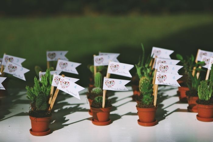 Cactus