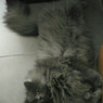 Jose