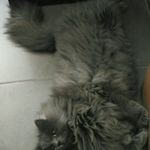 Jose