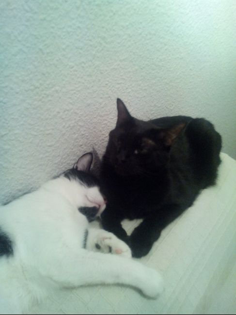 Nuestras mascotas!! - 1