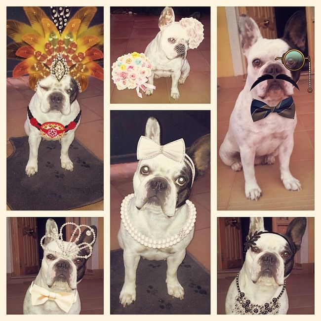 Nuestras mascotas!! - 1