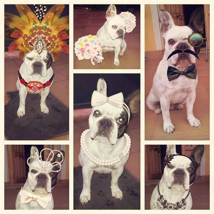 Nuestras mascotas!! - 1